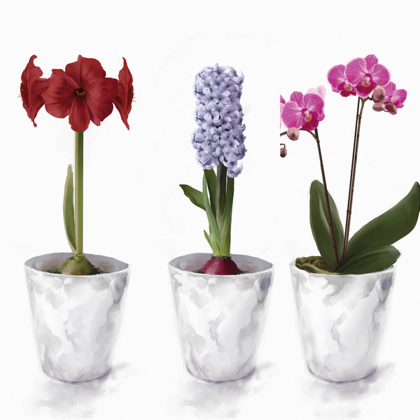 Flowers Collection