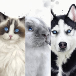 Pets Collection